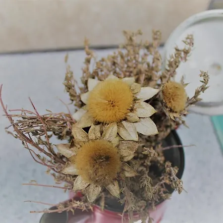 Eco Casa Alma,montana, Campo Y Playa *