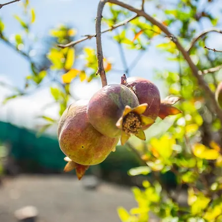 Eco Casa Alma,montana, Campo Y Playa Daire *