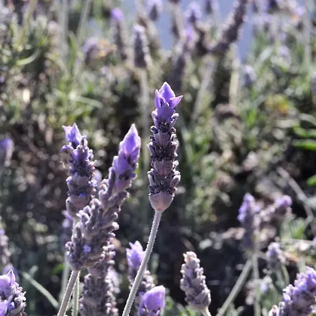 Eco Casa Alma,montana, Campo Y Playa Daire *