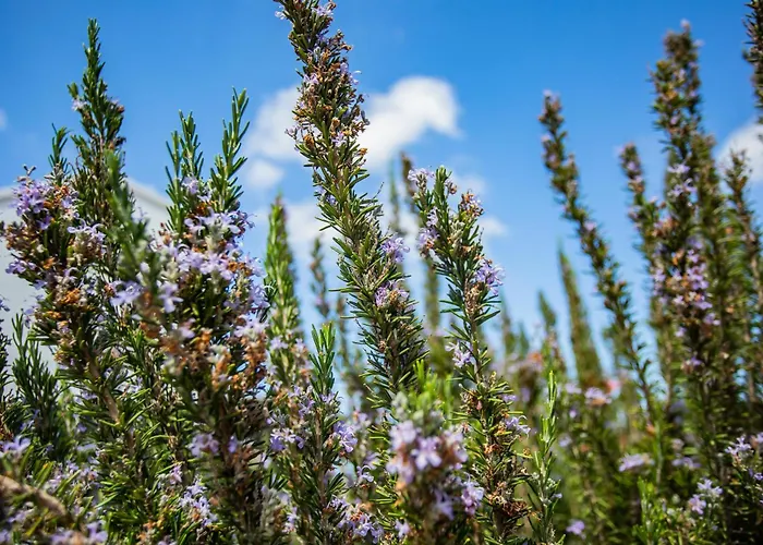 Eco Casa Alma,montana, Campo Y Playa 아파트