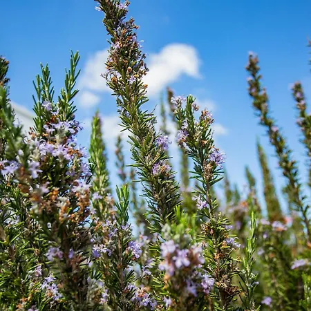 Eco Casa Alma,montana, Campo Y Playa Appartement