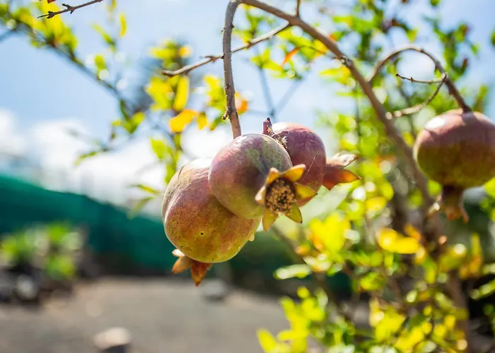 Eco Casa Alma,montana, Campo Y Playa Appartement *