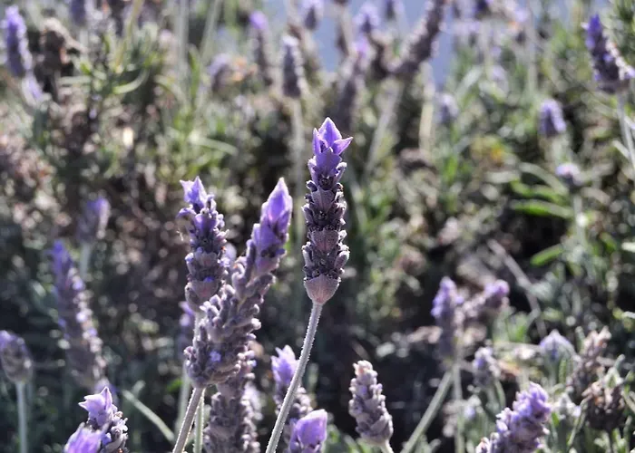 Eco Casa Alma,montana, Campo Y Playa Appartement *